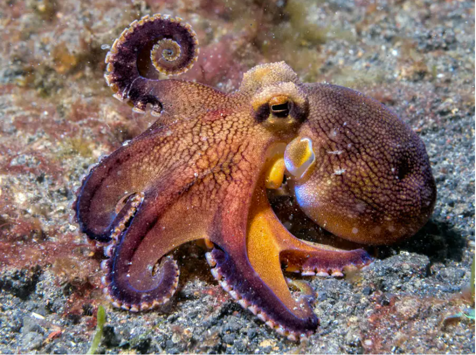 octopus